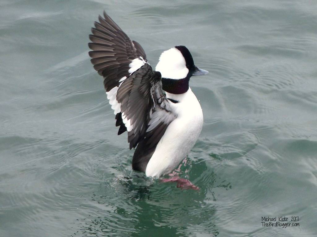 Bufflehead - White Rock, BC by Michael W Klotz - The Bird Blogger.com is licensed under ; stretching before diving